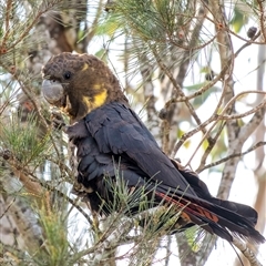 Calyptorhynchus lathami lathami at Penrose - suppressed