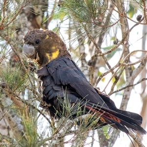 Calyptorhynchus lathami lathami at Penrose - 20 Aug 2020