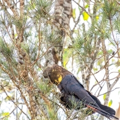 Calyptorhynchus lathami lathami at Penrose - suppressed