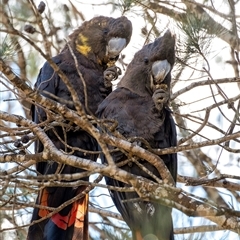 Calyptorhynchus lathami lathami at Penrose - 20 Aug 2020