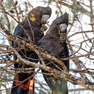 Calyptorhynchus lathami lathami at Penrose - suppressed