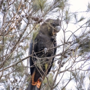 Calyptorhynchus lathami lathami at Penrose, NSW - 24 Aug 2020