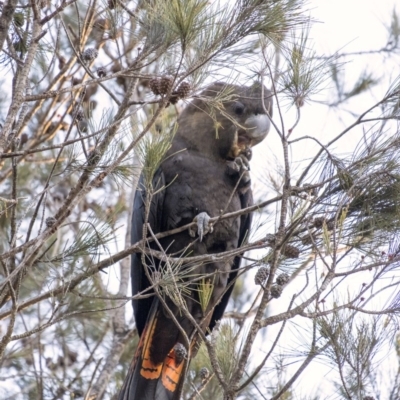 Calyptorhynchus lathami (Glossy Black-Cockatoo) at Wingecarribee Local Government Area - 24 Aug 2020 by Aussiegall