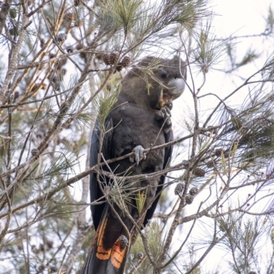 Calyptorhynchus lathami (Glossy Black-Cockatoo) at Penrose, NSW - 24 Aug 2020 by Aussiegall