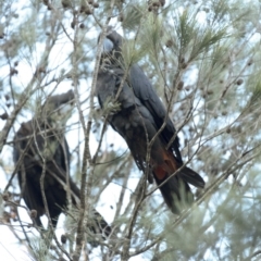 Calyptorhynchus lathami lathami at Penrose, NSW - 24 Aug 2020