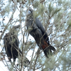 Calyptorhynchus lathami lathami at Penrose, NSW - 24 Aug 2020