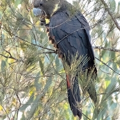 Calyptorhynchus lathami lathami (Glossy Black-Cockatoo) at Penrose, NSW - 28 Aug 2020 by Aussiegall