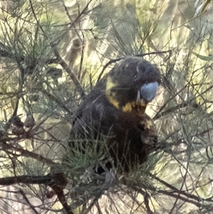 Calyptorhynchus lathami lathami at Penrose - suppressed