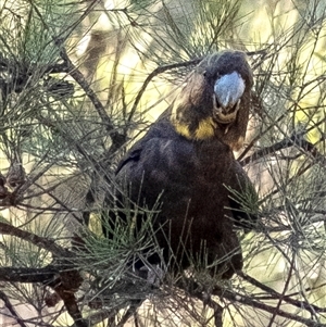 Calyptorhynchus lathami lathami at Penrose - suppressed