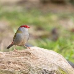 Neochmia temporalis (Red-browed Finch) at Penrose - 25 Aug 2020 by Aussiegall