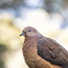 Macropygia phasianella (Brown Cuckoo-dove) at Penrose, NSW - 25 Aug 2020 by Aussiegall