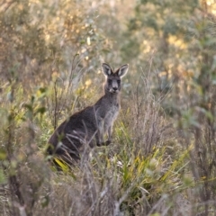 Macropus giganteus (Eastern Grey Kangaroo) at Wingecarribee Local Government Area - 28 Aug 2020 by Aussiegall