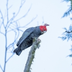 Callocephalon fimbriatum (Gang-gang Cockatoo) at Penrose, NSW - 18 Aug 2020 by Aussiegall