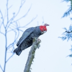Callocephalon fimbriatum (Gang-gang Cockatoo) at Penrose - 18 Aug 2020 by Aussiegall