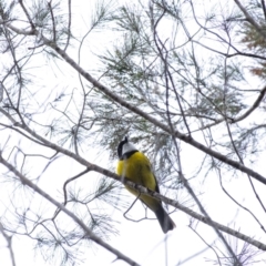 Pachycephala pectoralis (Golden Whistler) at Penrose, NSW - 17 Aug 2020 by Aussiegall