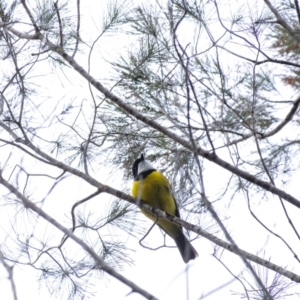 Pachycephala pectoralis at Penrose - 17 Aug 2020