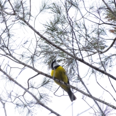 Pachycephala pectoralis (Golden Whistler) at Penrose - 17 Aug 2020 by Aussiegall
