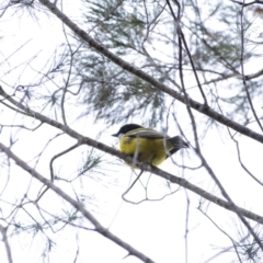 Pachycephala pectoralis at Penrose - 17 Aug 2020