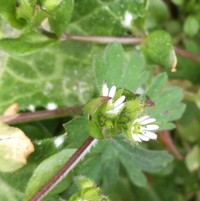 Stellaria media (Common Chickweed) at Mount Ainslie - 27 Aug 2020 by JaneR
