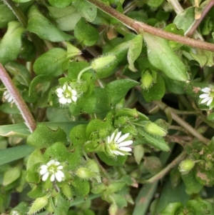 Stellaria media at Majura, ACT - 27 Aug 2020 02:14 PM