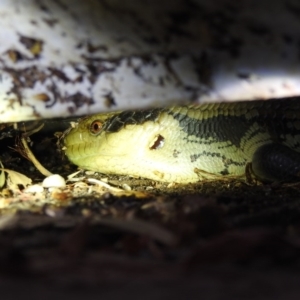 Tiliqua scincoides scincoides at Lavington, NSW - suppressed