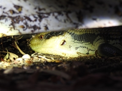 Tiliqua scincoides scincoides (Eastern Blue-tongue) at Lavington, NSW - 28 Dec 2018 by YumiCallaway