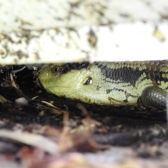 Tiliqua scincoides scincoides at Lavington, NSW - suppressed