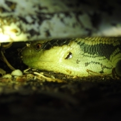 Tiliqua scincoides scincoides at Lavington, NSW - suppressed