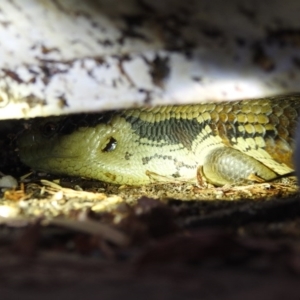 Tiliqua scincoides scincoides at Lavington, NSW - suppressed