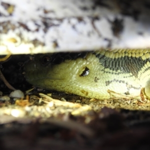 Tiliqua scincoides scincoides at Lavington, NSW - suppressed