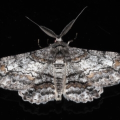 Cleora displicata (A Cleora Bark Moth (Boarmiini) at Mossy Point, NSW - 28 Aug 2020 by jb2602