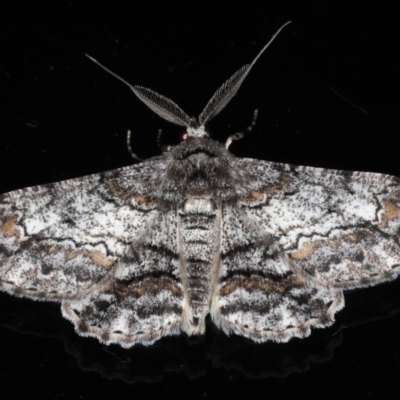 Cleora displicata (A Cleora Bark Moth (Boarmiini) at Mossy Point, NSW - 28 Aug 2020 by jb2602