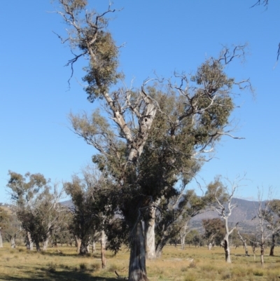 Eucalyptus blakelyi (Blakely's Red Gum) at Lanyon - northern section - 28 Jun 2020 by michaelb