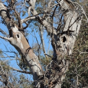 Eucalyptus blakelyi at Gordon, ACT - 28 Jun 2020