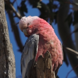 Eolophus roseicapilla at Gordon, ACT - 28 Jun 2020 12:44 AM