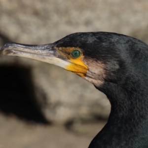 Phalacrocorax carbo at Mossy Point, NSW - 28 Aug 2020