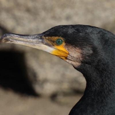 Phalacrocorax carbo (Great Cormorant) at Broulee Moruya Nature Observation Area - 28 Aug 2020 by jb2602