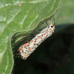 Utetheisa (genus) (A tiger moth) at Rob Roy Range - 31 Mar 2020 by michaelb