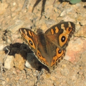 Junonia villida at Banks, ACT - 31 Mar 2020