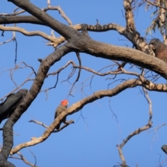 Callocephalon fimbriatum (Gang-gang Cockatoo) at Red Hill Nature Reserve - 28 Aug 2020 by JackyF