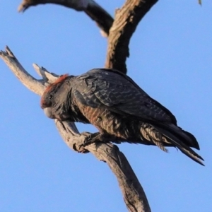 Callocephalon fimbriatum at Hughes, ACT - suppressed