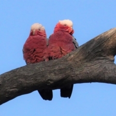 Eolophus roseicapilla (Galah) at Red Hill Nature Reserve - 28 Aug 2020 by JackyF