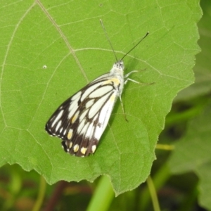 Belenois java at Splitters Creek, NSW - 29 Dec 2018