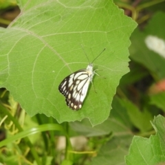 Belenois java at Splitters Creek, NSW - 29 Dec 2018