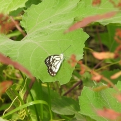 Belenois java at Splitters Creek, NSW - 29 Dec 2018