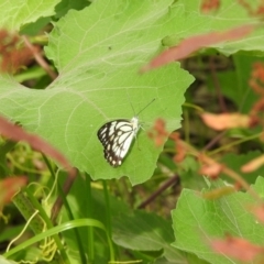 Belenois java at Splitters Creek, NSW - 29 Dec 2018 08:49 AM
