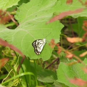 Belenois java at Splitters Creek, NSW - 29 Dec 2018 08:49 AM