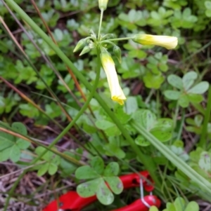 Oxalis pes-caprae at Bermagui, NSW - 1 May 2020 12:43 PM