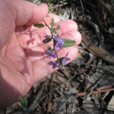 Hovea heterophylla (Common Hovea) at Aranda Bushland - 28 Aug 2020 by dwise