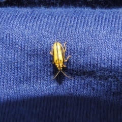 Xanthogaleruca luteola (Elm leaf beetle) at Albury, NSW - 29 Dec 2018 by YumiCallaway